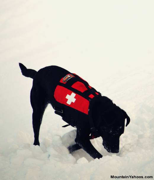 Avalanche Rescue Dogs - digging