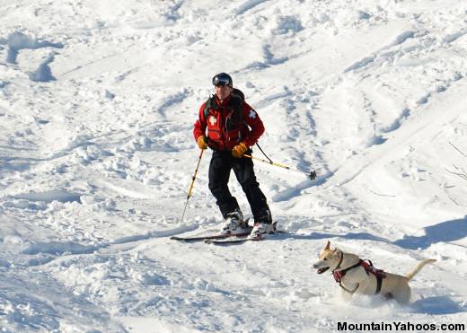 Avalanche Rescue Dogs - searching