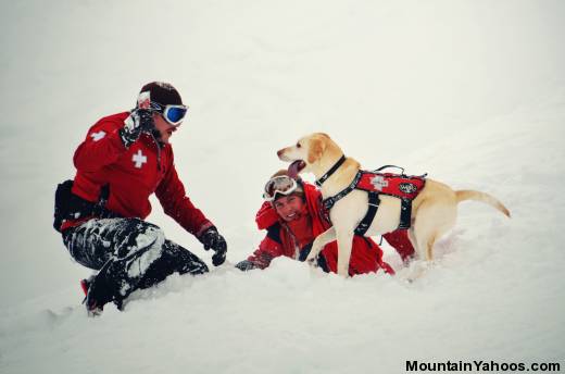 Avalanche Rescue Dogs