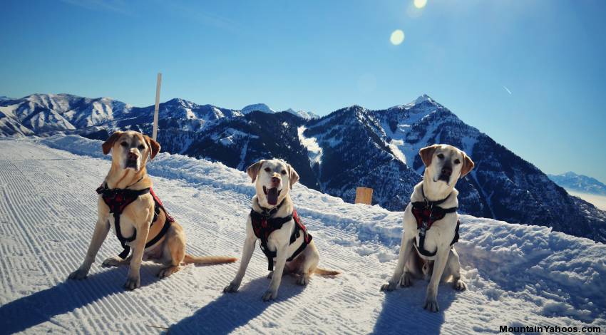 Avalanche rescue dogs