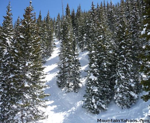 Skiing trees