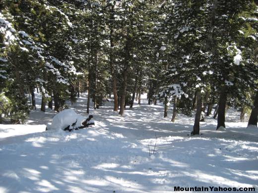 Skiing trees under Mayflower lift