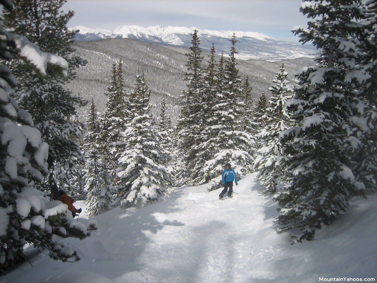 Skiing trees