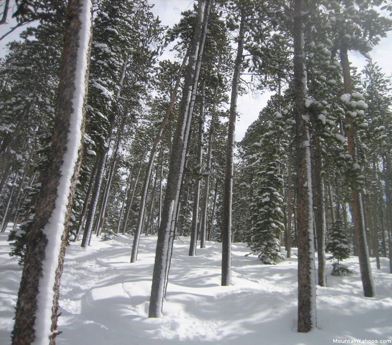 Keystone CO: Skiing trees