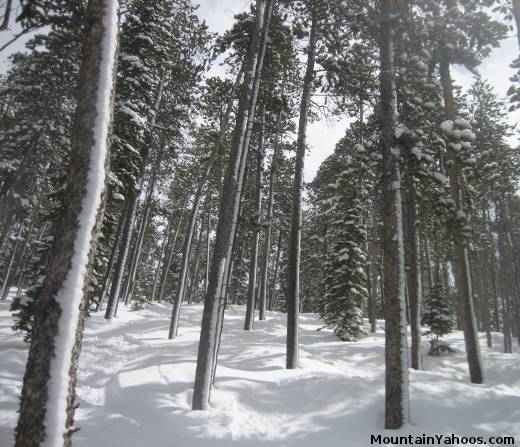 Keystone CO: Skiing trees