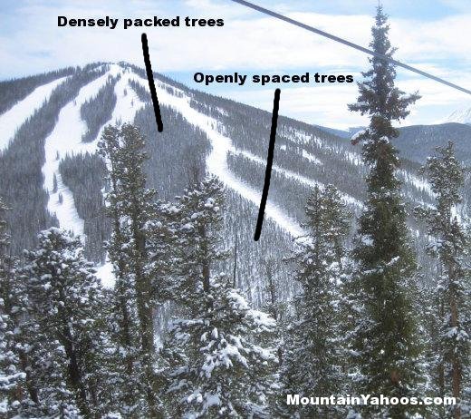 Keystone CO: Skiing trees