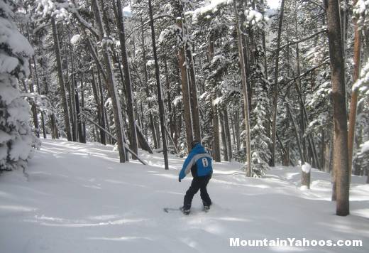 Skiing trees