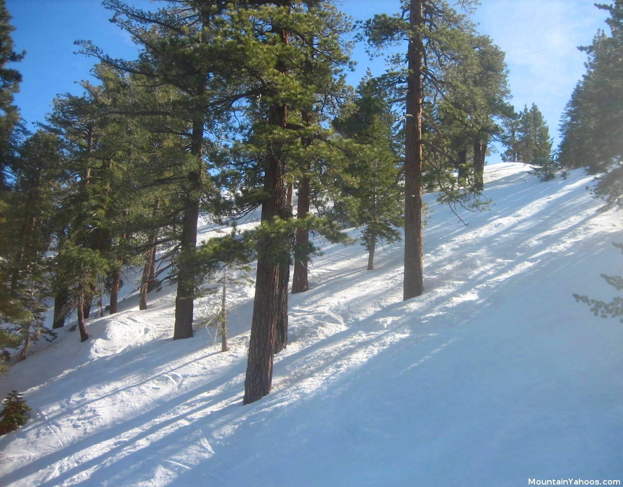 Skiing trees