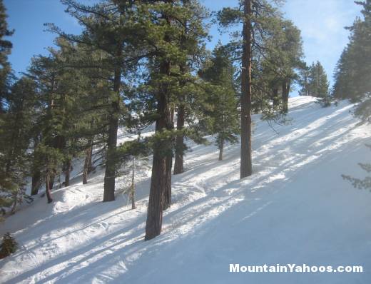 Skiing trees