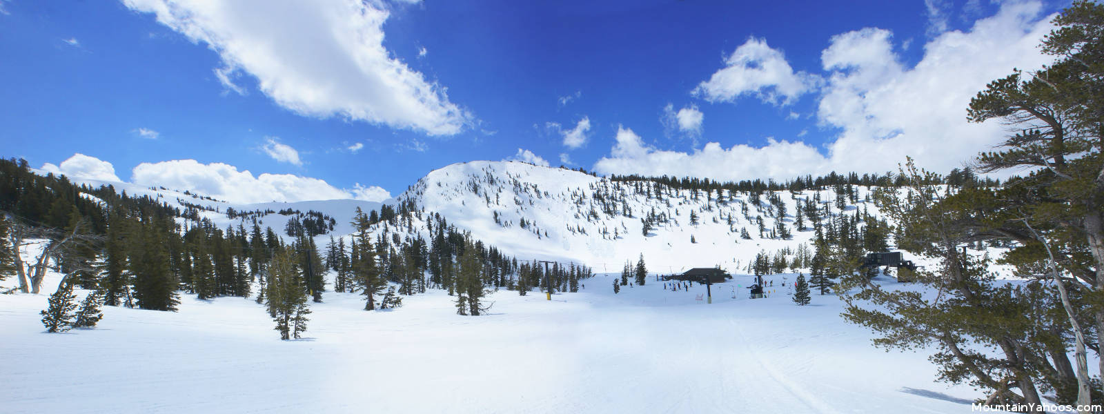 Mammoth Mountain Hemlocks