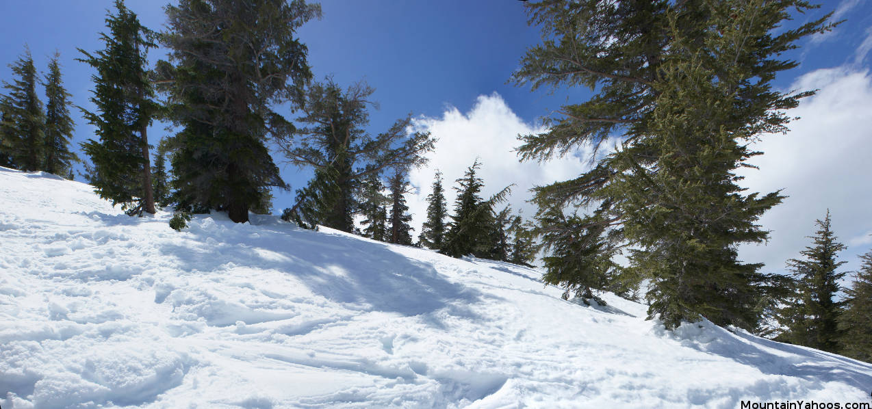 Mammoth Mountain Hemlocks: view up