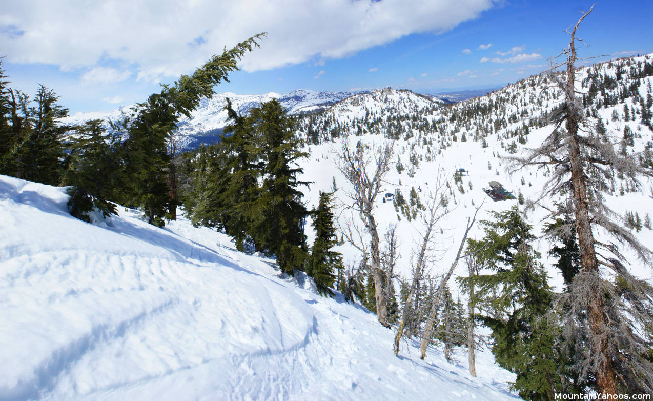 Mammoth Mountain Hemlocks: view down