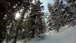 Monarch Mountain CO Ski Resort: Tree Runs