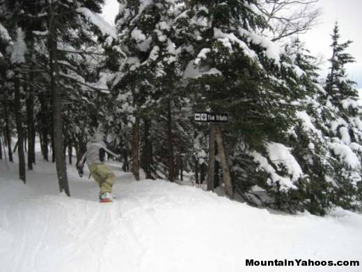 Skiing trees