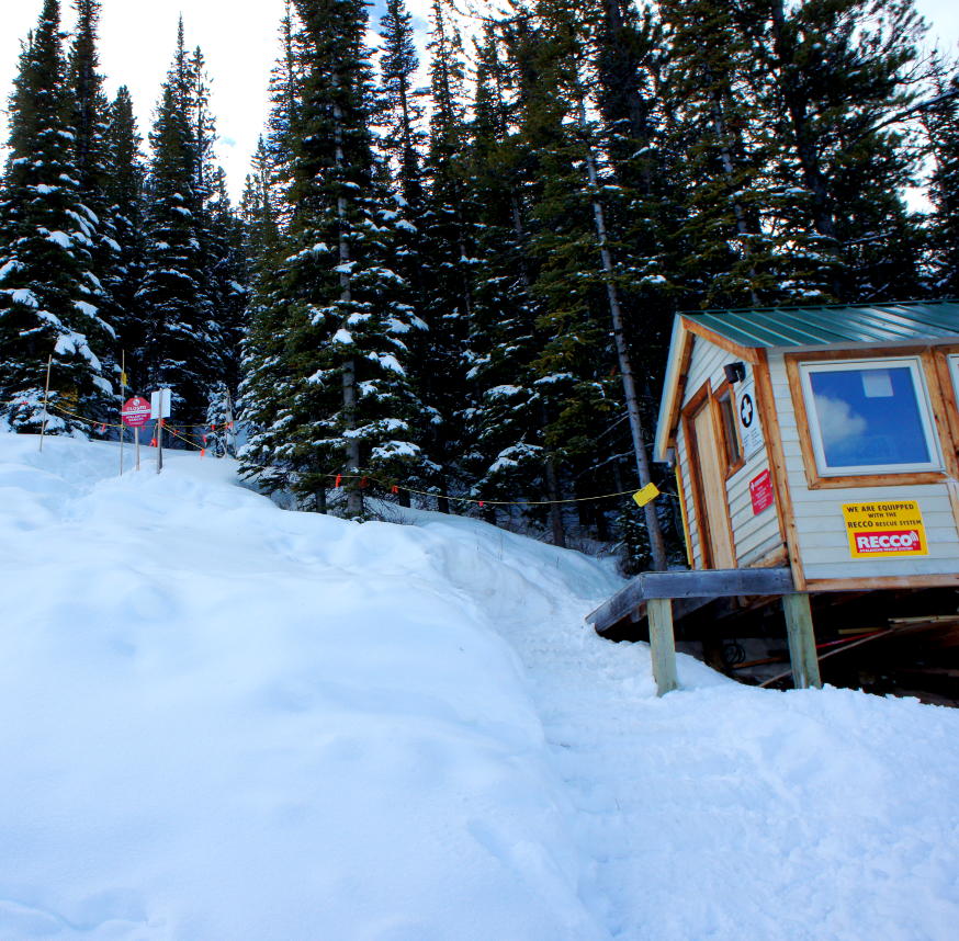 Skiing trees