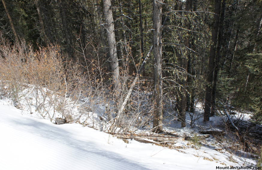 Skiing trees