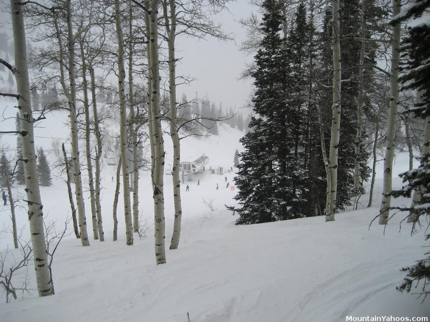 Skiing trees