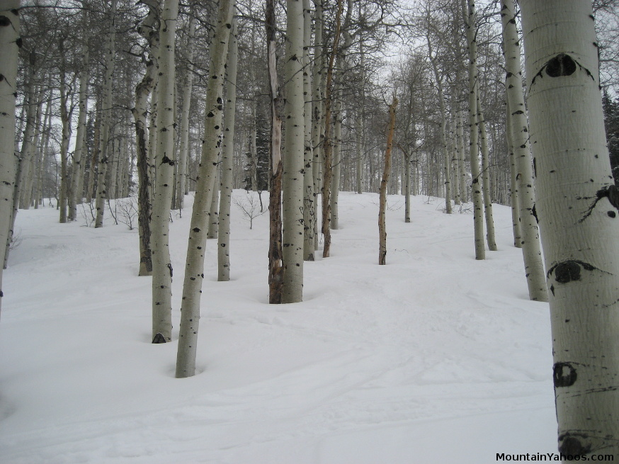 Skiing trees