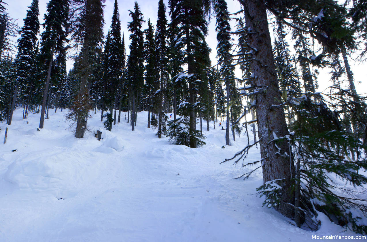 Powder Monkey Glades: Tree run