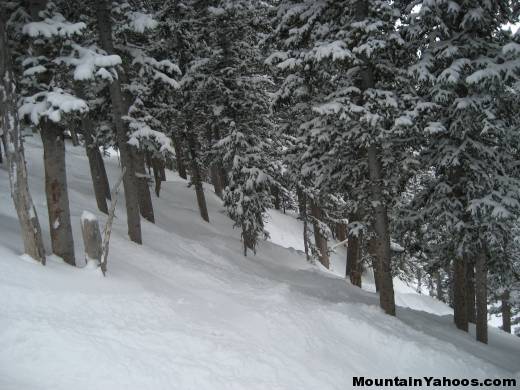 Skiing trees