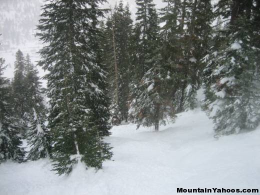 Skiing trees