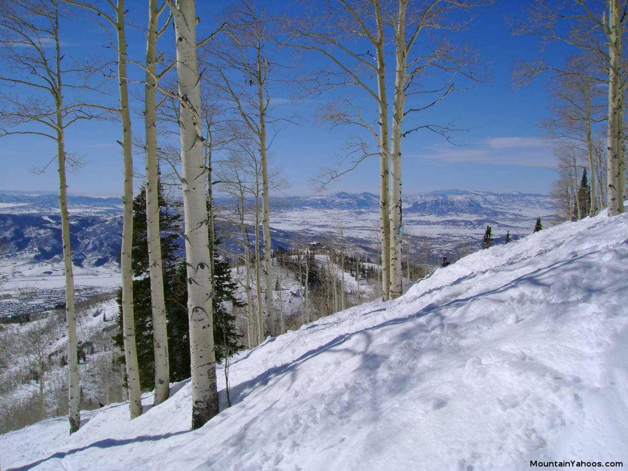 Steamboat tree glade