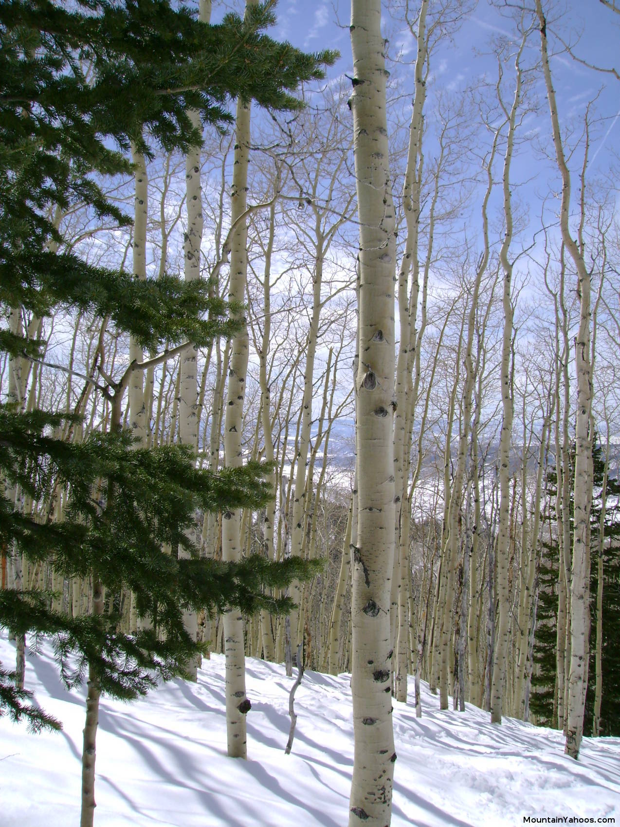 Steamboat tree glade