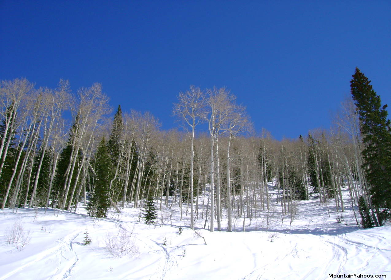 Steamboat tree glade: Shadows