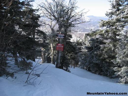 Moon Dance tree run at Stratton