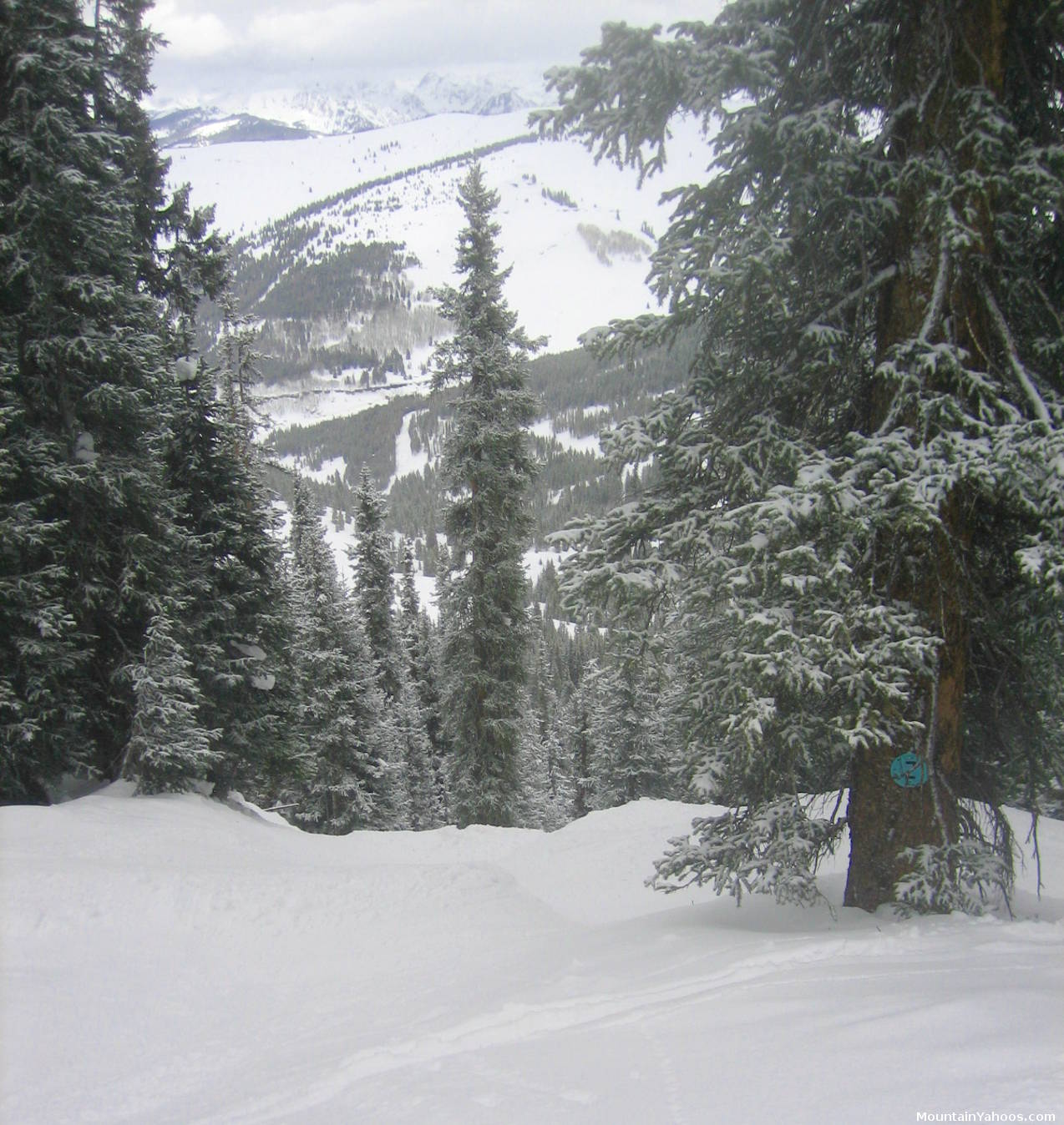 Vail's tree run: Steep and Deep