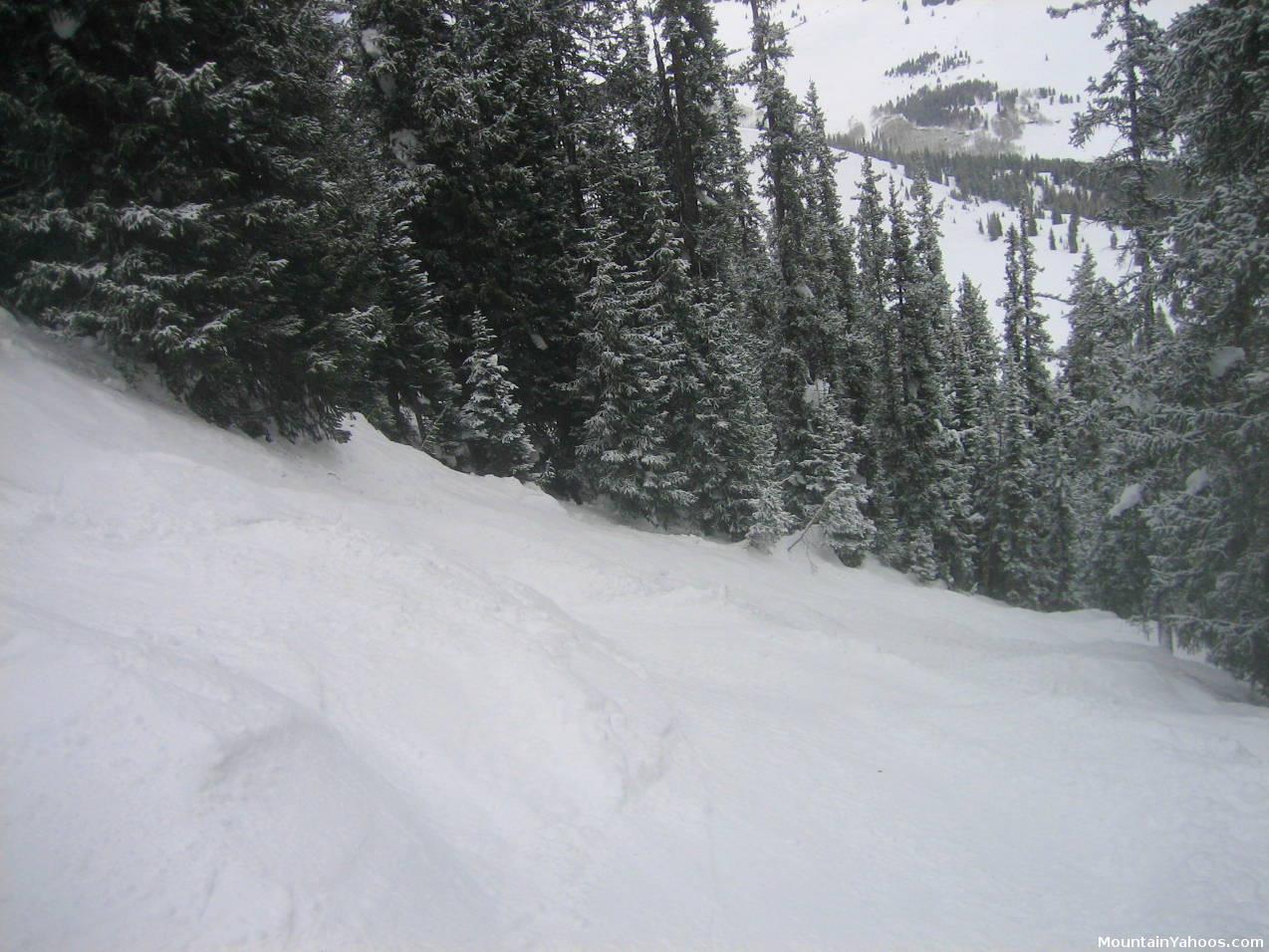 Vail's tree run: Steep and Deep