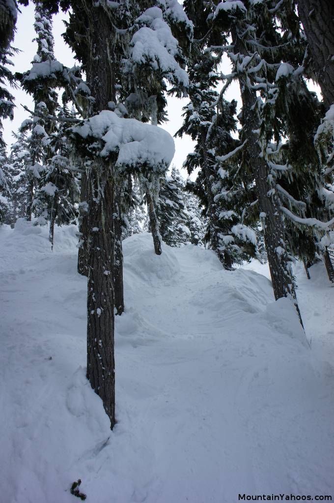 In The Spirit: Blackcomb tree run