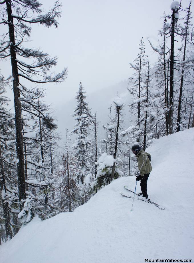 Outer Limits Glade: Blackcomb tree run