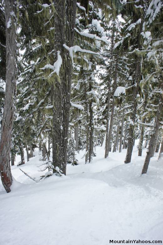 Whistler-Blackcomb tree run