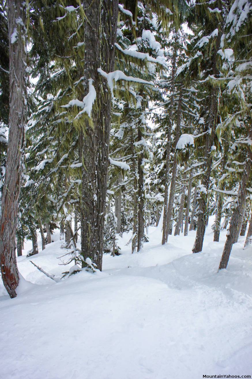 Whistler-Blackcomb tree run