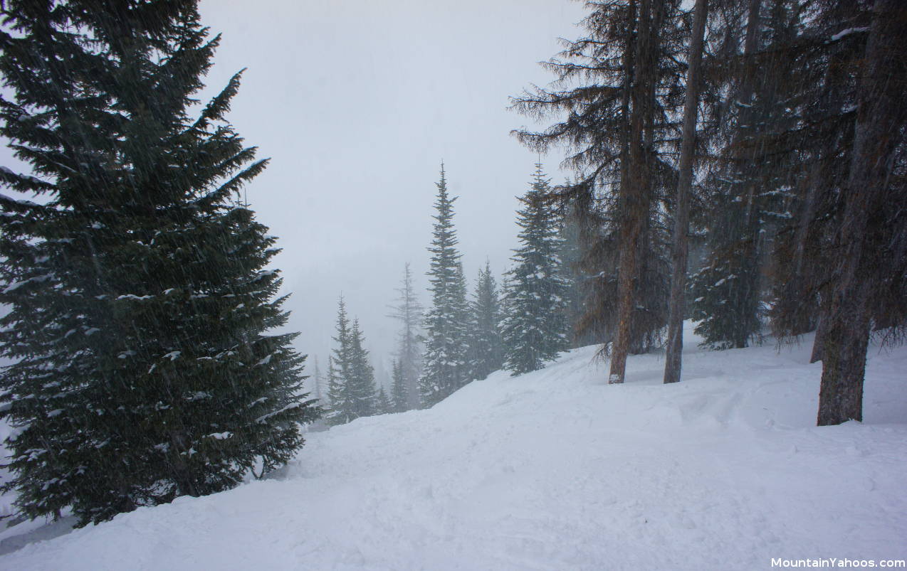 Tree run: Waterfall Area